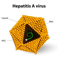 Panduan Praktis Hepatitis A