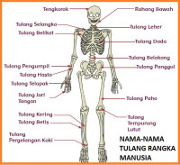 Tulang Dan Tubuh Kita